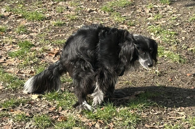 &uuml;z&uuml;m at the park