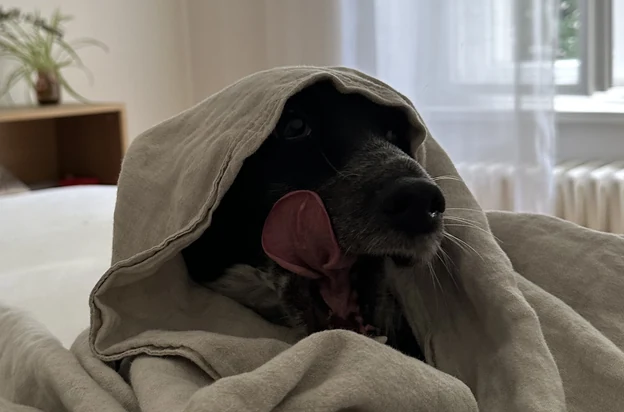 &uuml;z&uuml;m peeking out from a blanket