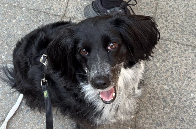 &uuml;z&uuml;m looking up during a walk