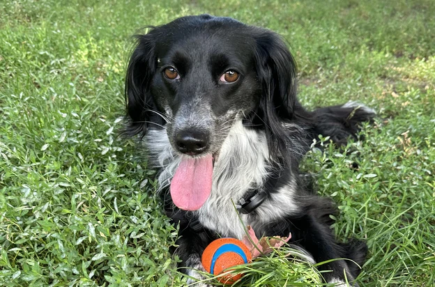 &uuml;z&uuml;m in the grass with the orange and blue ball