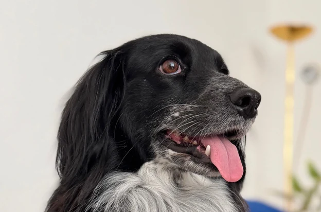 &uuml;z&uuml;m smiling at home