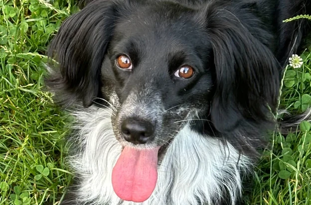 &uuml;z&uuml;m resting in the grass