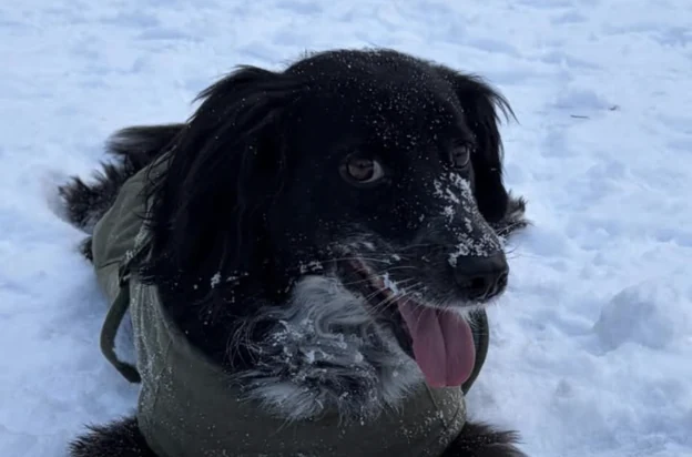 &uuml;z&uuml;m with snow on the nose