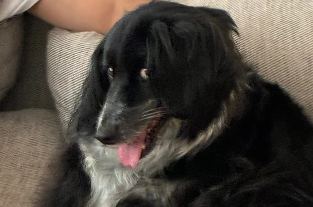 &uuml;z&uuml;m sitting on the sofa