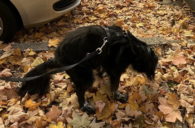 &uuml;z&uuml;m among autumn leaves
